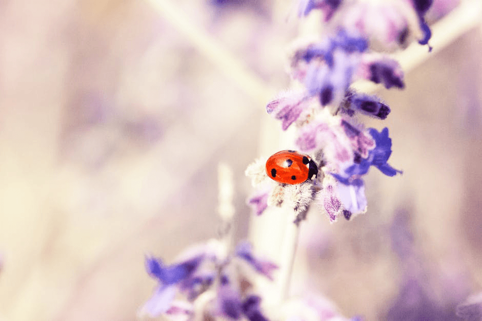 How to Control Pests in the Garden