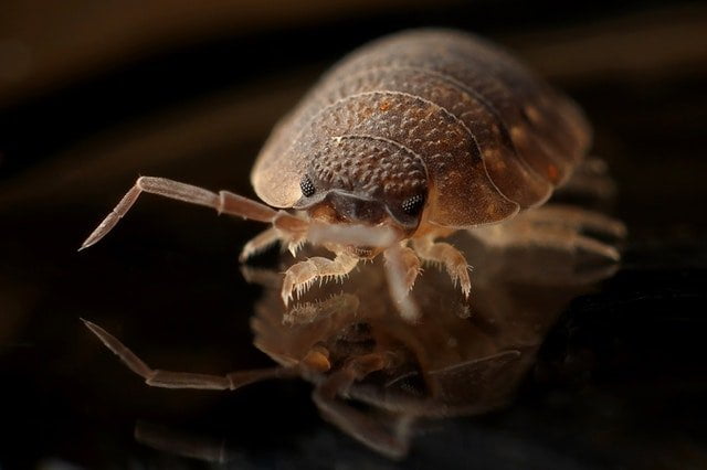 Bed bug Treatments Pest Controller
